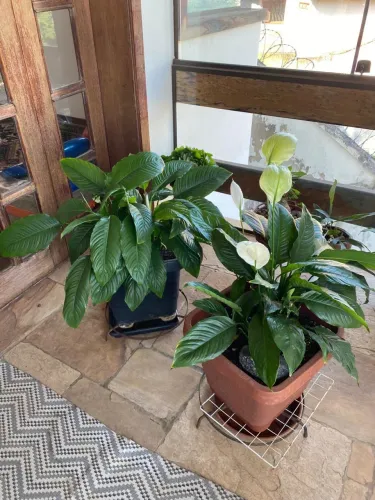 Planta lírio