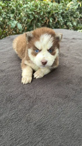Husky Wolly