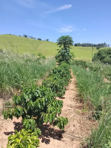 Imóvel para venda tem 401000 metros quadrados com 2 quartos em Área Rural de Amparo - Ampa