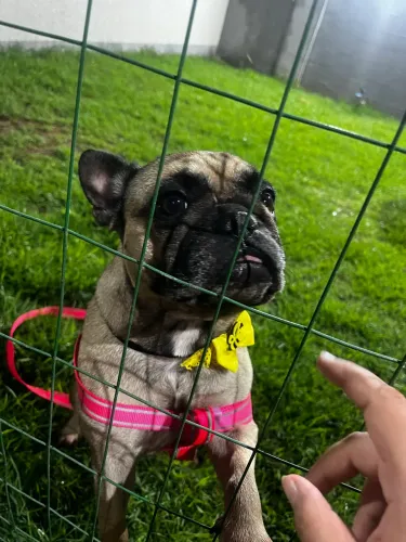 Cachorra para cruzar