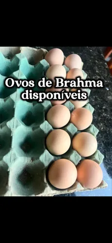 Ovos de galinha brahma