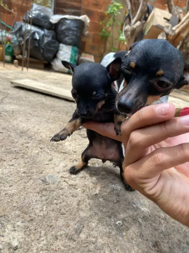 Filhotes Pinscher 