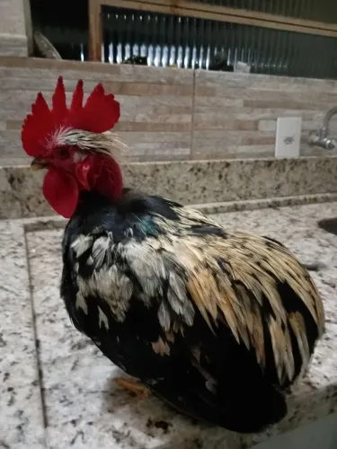 Lindo mine garnize modelado suro e polaco