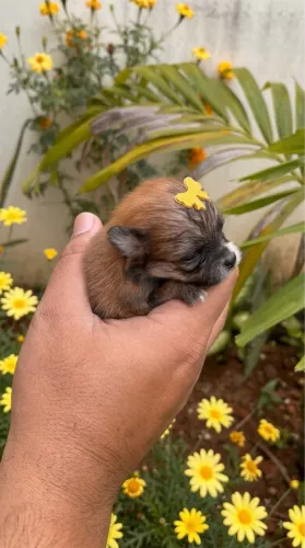 Lulu da Pomerania bebês para Reservar