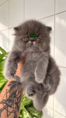 Gato persa macho