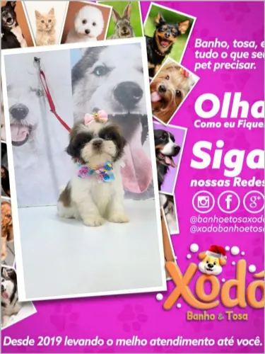 Filhotes de Shih Tzu legítimos a pronta entrega ZAP * loja em Mesquita