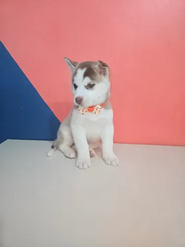 Husky siberiano Fêmea