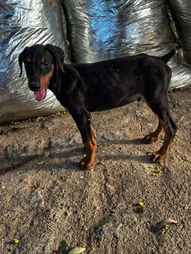Filhotes de Doberman
