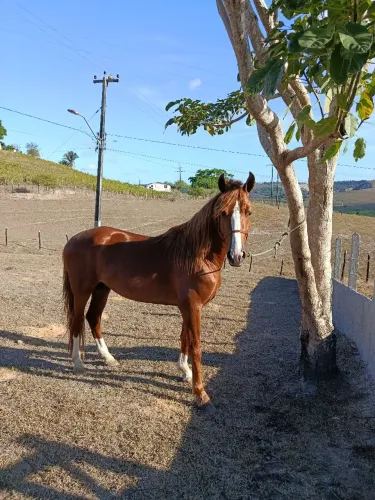 Cavalo registrado mangalarga Machador marcha batida