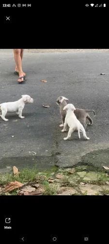 Pitbull