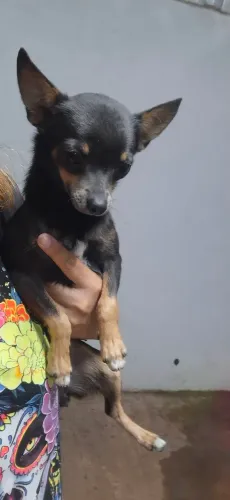 Pincher fêmea azul 