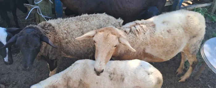 ovelha e borrego