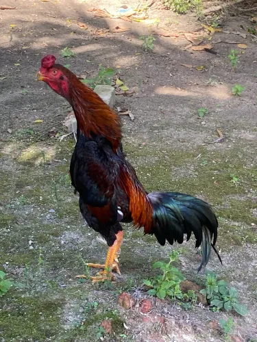 Galos e Galinhas