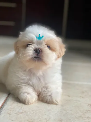 Filhote de shih tzu Machos e fêmeas disponíveis.
