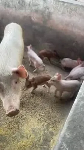 Doação de porco