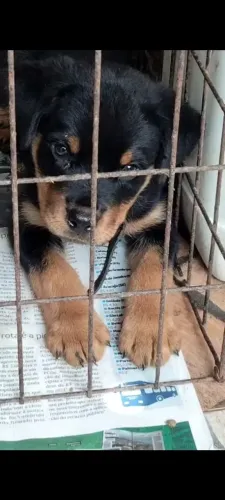 Rottweiler adulto e filhotes femea 1 ano com pedigree CBKC 