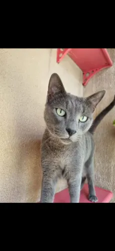 Gato Cinza