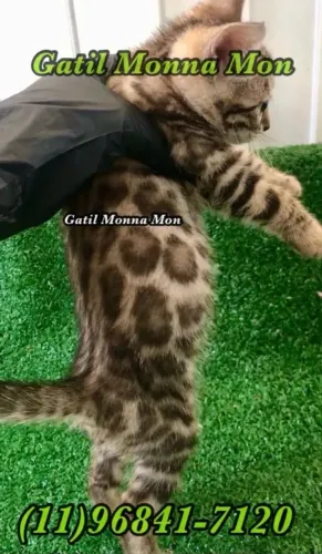 Bengal de procedência direto do Gatil, Macho e Fêmea disponível