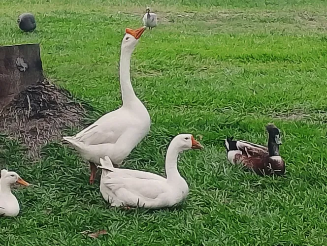 Casal de ganso