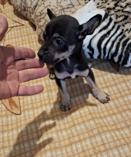 Pinscher Miniatura Zero Macho 