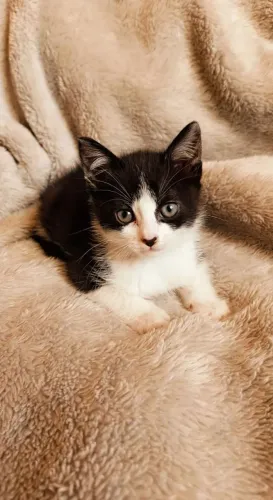 Adoção gatinho 40 dias, somente para lares telados