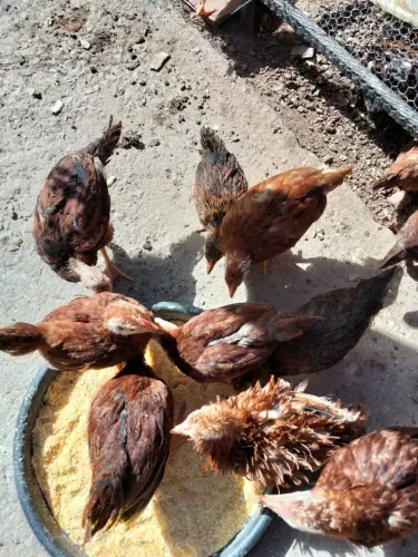 Franguinhos e franguinhas