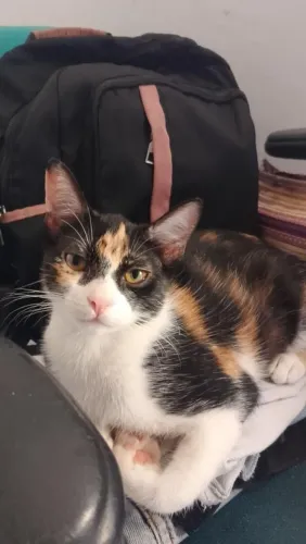 Doação de 3 Gatinhos