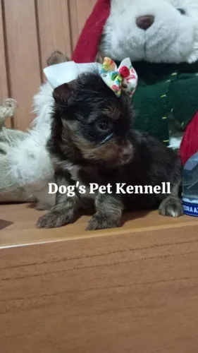 Filhotes yorkshire micro legítimos disponíveis 