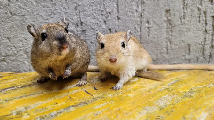 Gerbil Dupla de Machos