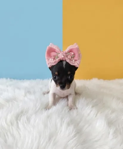 Linda Pinscher Fêmea