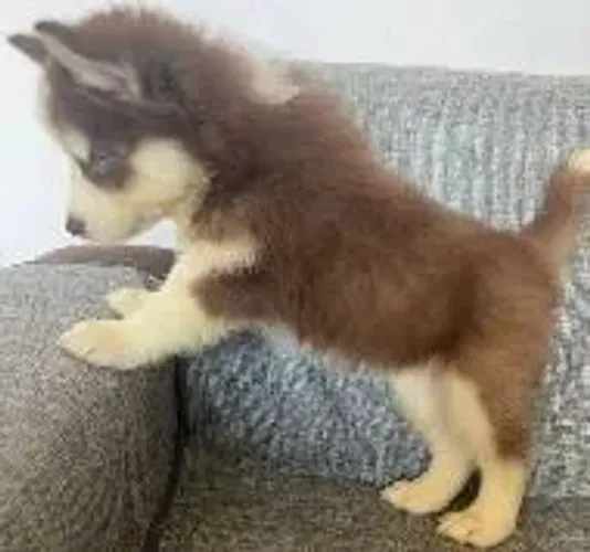 Husky siberiano Doguinho esperando para fazer parte da sua vida