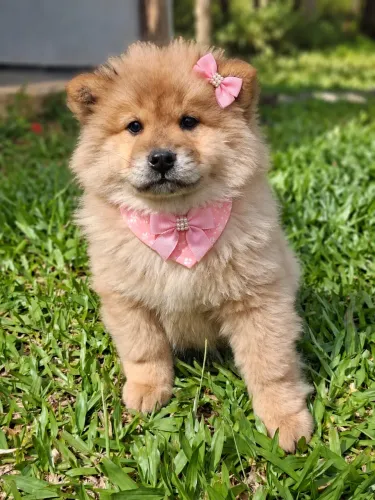 Chow Chow fêmea entregamos hoje na sua casa 