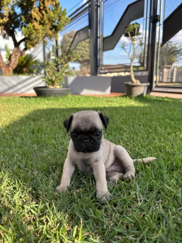 VENDE-SE FILHOTES DE PUG