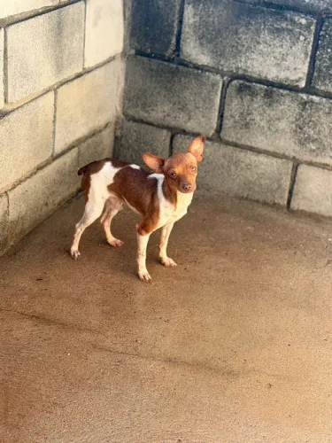 Pinscher macho 11 meses