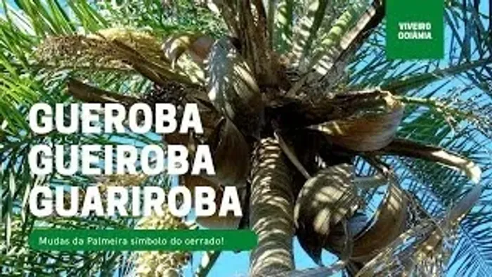 Muda de Guariroba / Gueroba / Gueiroba Palmito