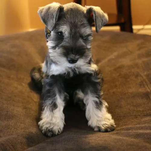 Filhote de Schnauzer Miniatura
