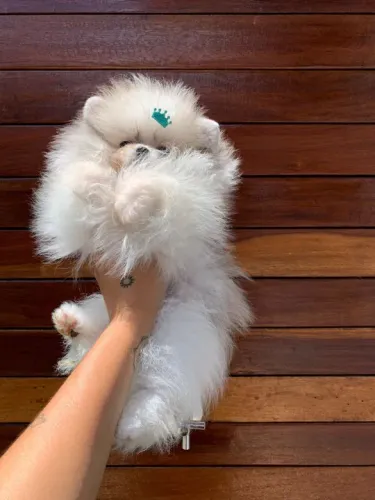 Filhote de Spitz Alemão super peludinho - anao