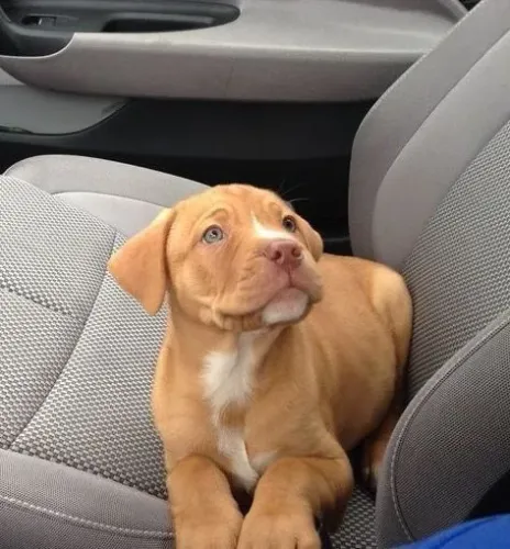 Filhote de Pitbull disponível para hoje