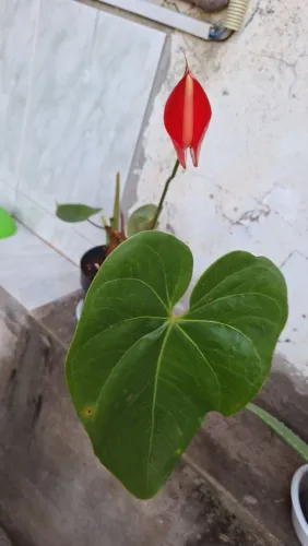 Anthurium em Flor - Linda Planta para seu Jardim