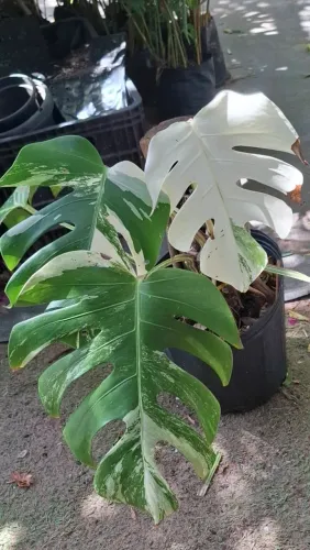 COSTELA DE ADÃO VARIEGATA | MONSTERA VARIEGATA PLANTAS RARA
