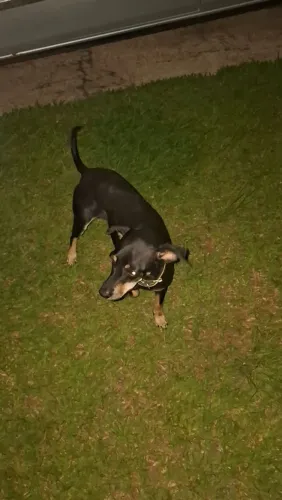 Doação de cachorrinha