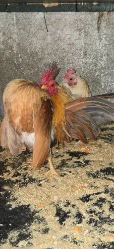 Serama A menor galinha do mundo.