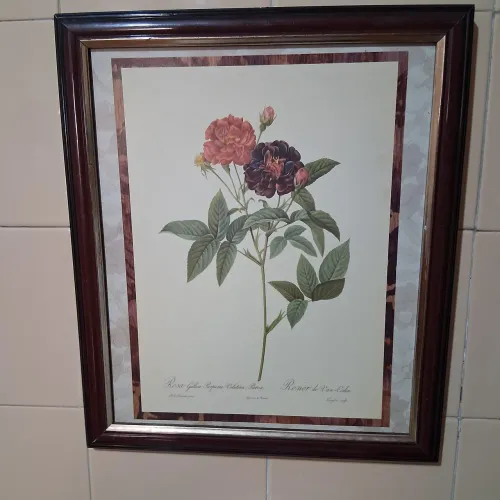 Quadro flores, Rosa gallica......com moldura 