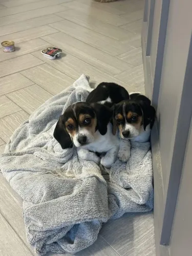 Filhotes de Beagle | Esperto e muito dócil!