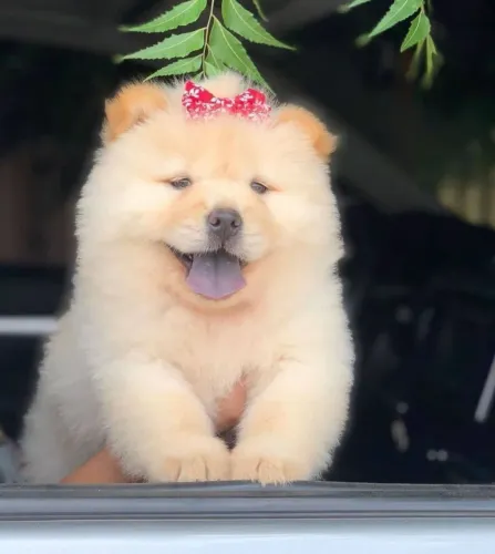 Chow Chow Esse cachorrinho traz alegria só de existir