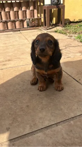 salsicha mofadinho, dachshund teckel