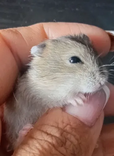 HAMSTER ANÃO RUSSO