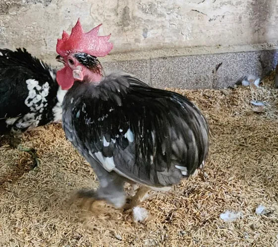 Galo mini garnizé suro polaco cinza