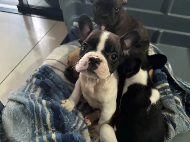 Buldogue francês fêmea 