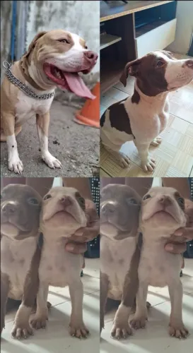 Pitbull